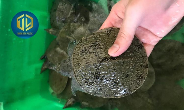 K? thu?t nu?i baba trong thùng nh?a