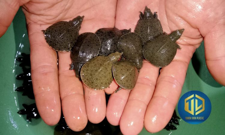 Th?c ?n cho ba ba khi nu?i trong thùng nh?a