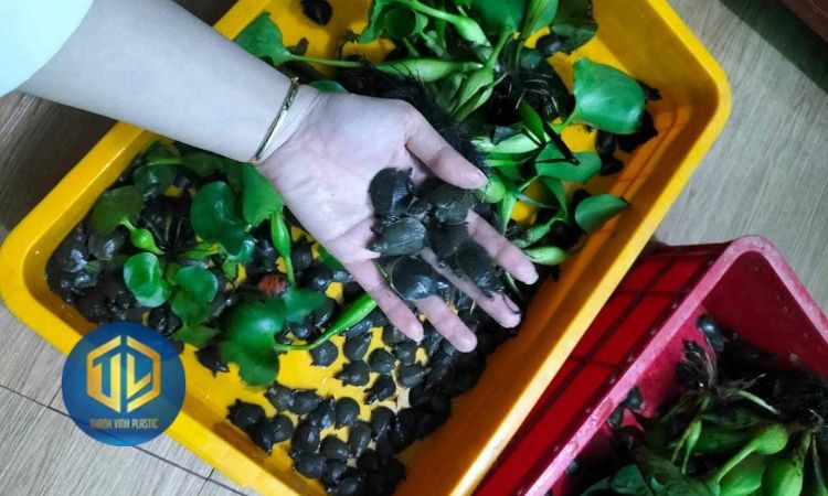 Cách nu?i baba trong thùng nh?a