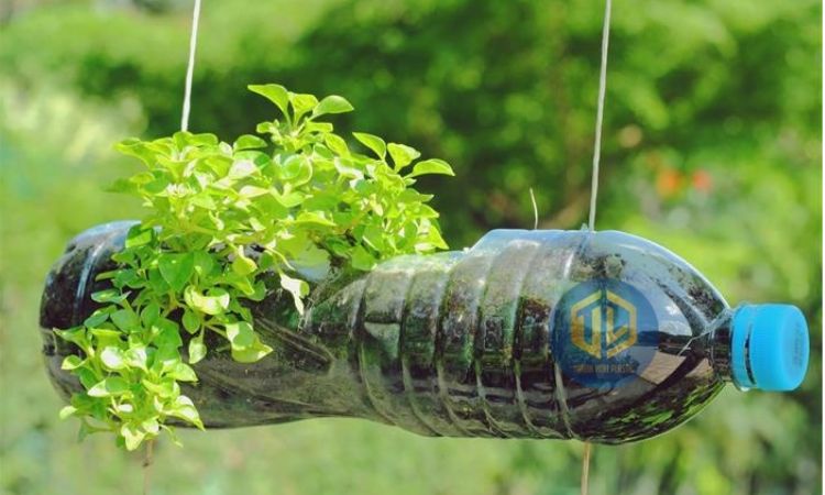 Chai nh?a tái ch? ?? tr?ng cay