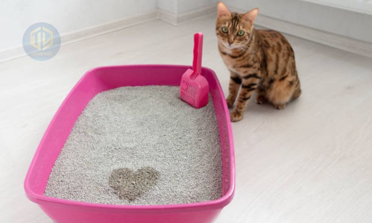 S? d?ng cát v? sinh cho mèo
