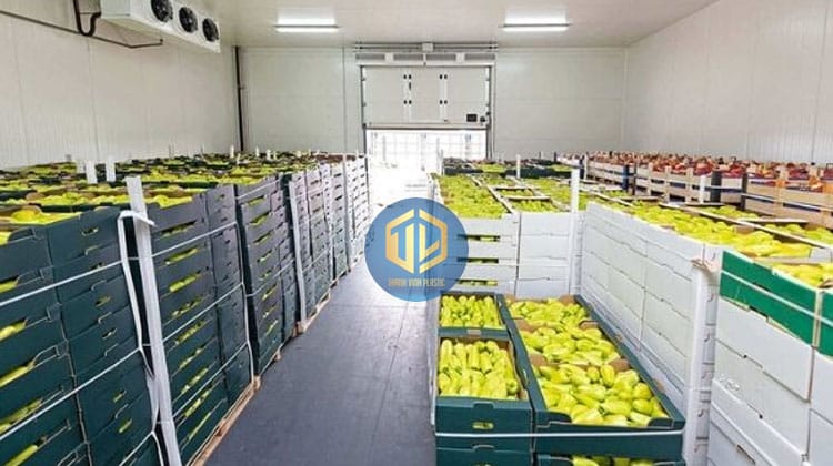 cach-thu-hoach-xoai-4