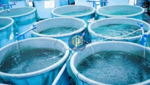 noi-ca-tre-trong-thung-nhua