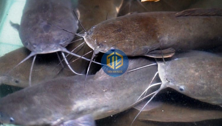 nuoi-ca-tre-trong-thung-nhua-2