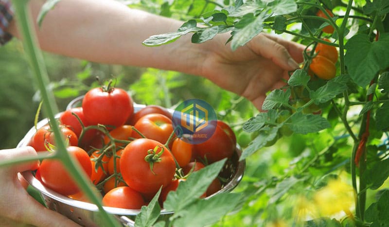 trong-ca-chua-bao-lau-thu-hoach-2