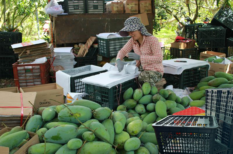 R? ??ng xoài giá r?