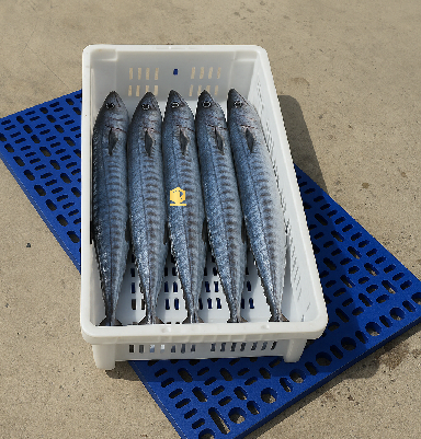 ?ng d?ng th?c t? c?a khay cá thu